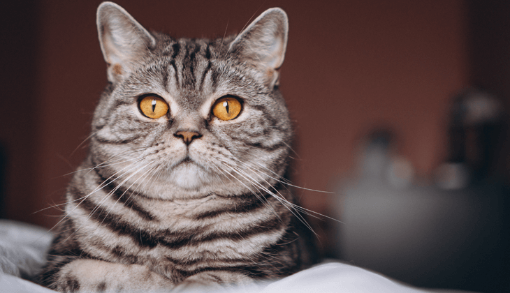 old cat