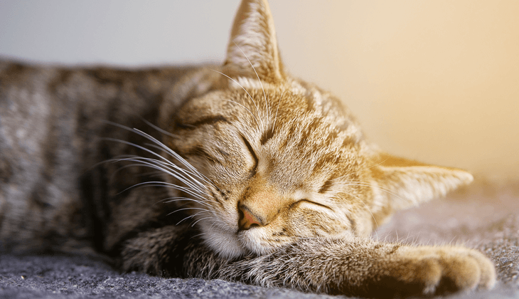 cat age