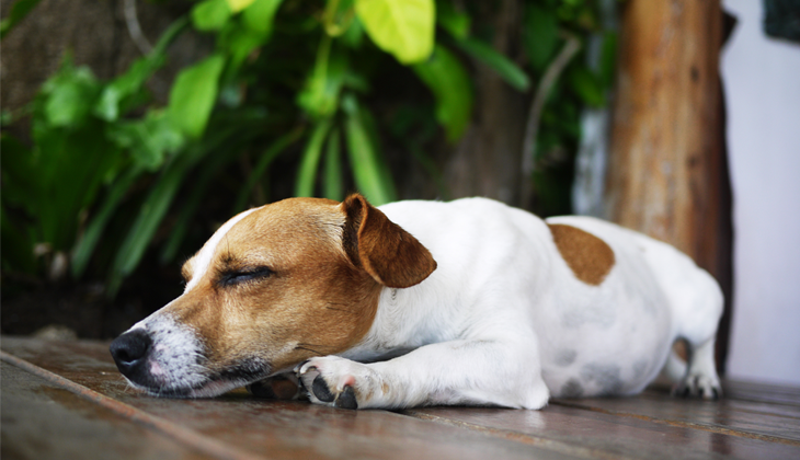 diseases dog