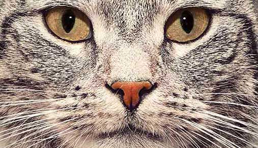 what side of a cat has the most fur