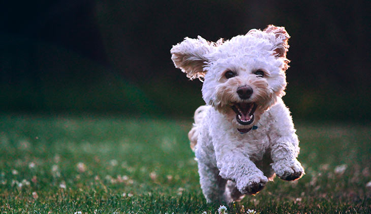 safest diabetes medication in dogs