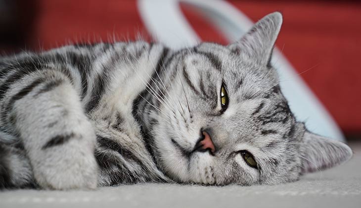 smart pet devices