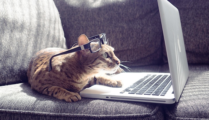 diabetes in cats
