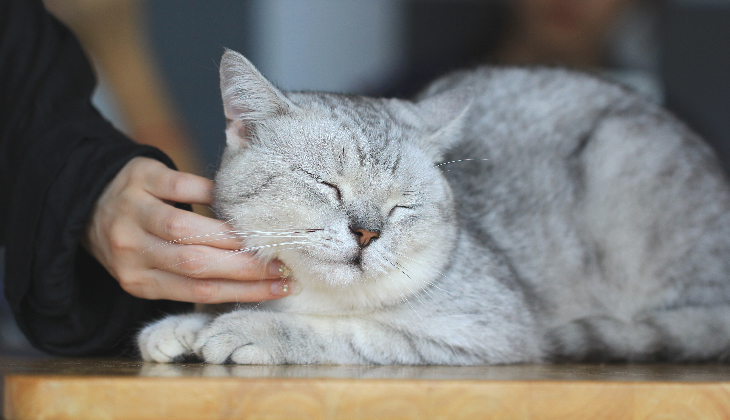 cat purr