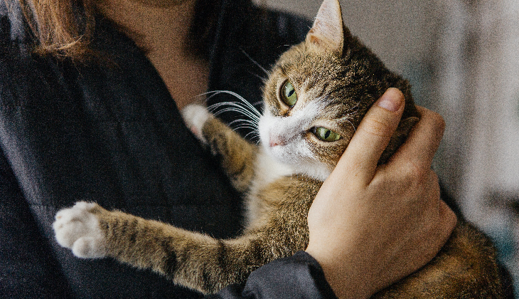 how do cats purr