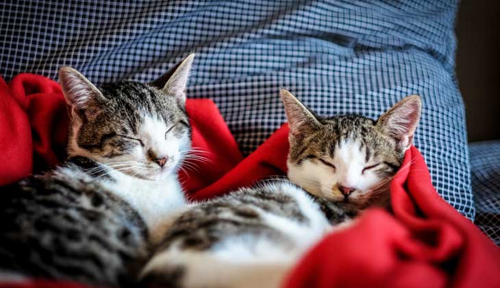 cat virus