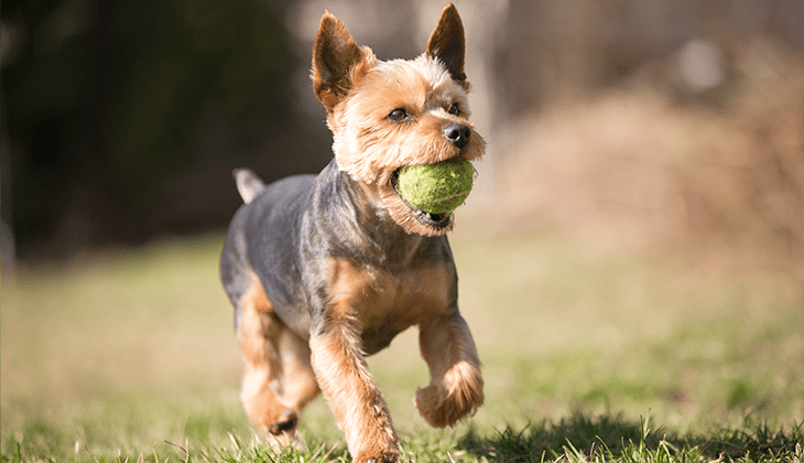 dog listening