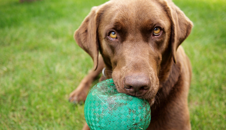 Canine Diabetes