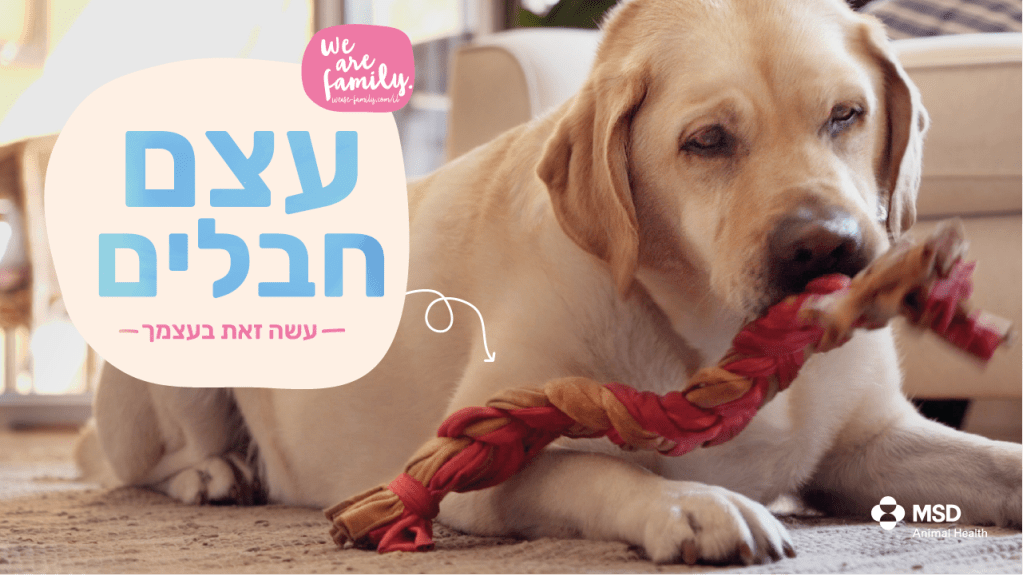 עשה זאת בעצמך  - עצם מחבלים