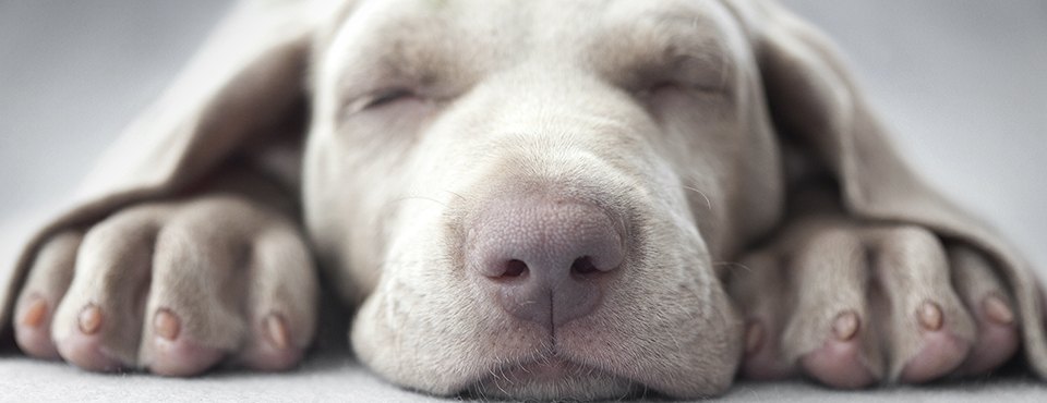 9 segreti svelati guardando il tuo cane che dorme