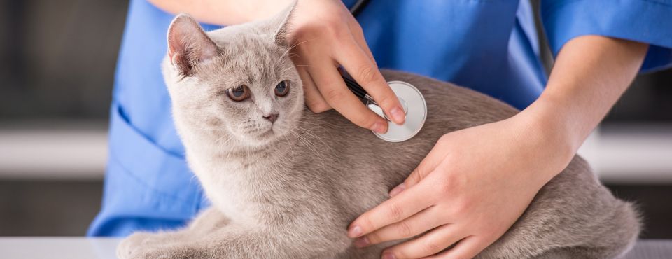 Che cosa fare prima di portare il gatto dal veterinario – Alcuni consigli utili per voi e il vostro gatto