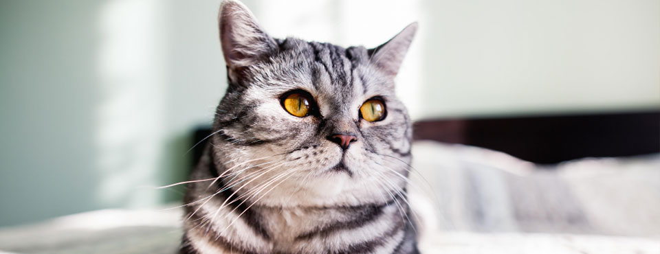 L’influenza nei gatti: segni, cure e trattamenti￼