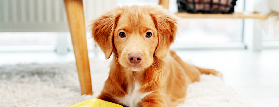 golden puppy in carpet
