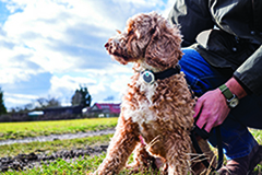 AMORE PER IL TUO CANI