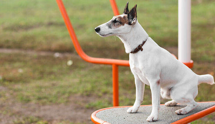 Parques para perros en Valencia, ¿cuál elijo? - Saludes Play