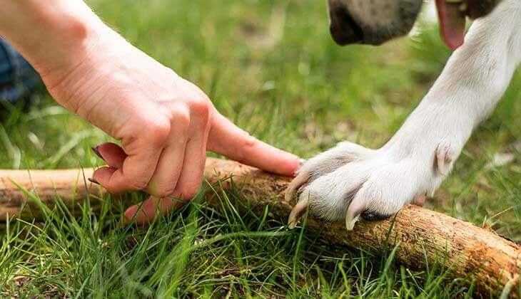 Parque para perros: ¿Por qué incluirlo como requisito en tu búsqueda de  departamento? - Blog Socovesa