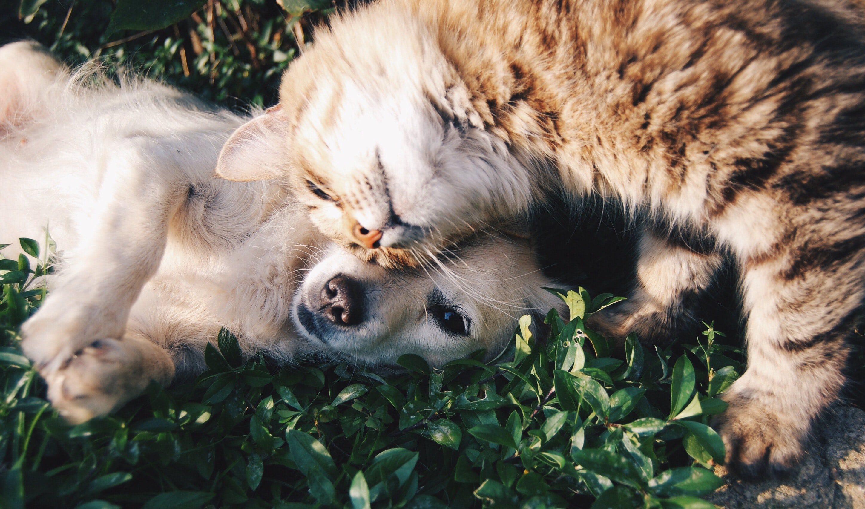 Cat and dog cuddling