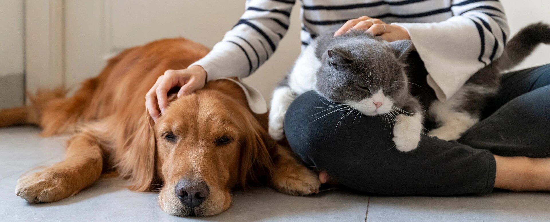 Perro y gato durmiendo