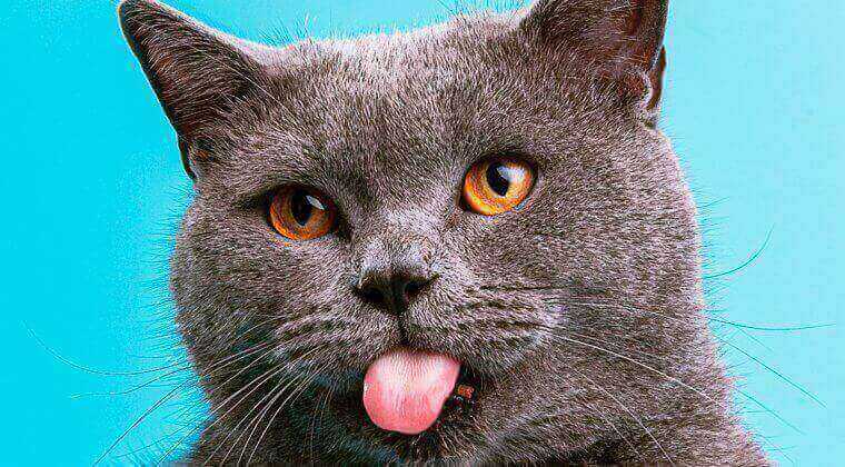 glad katt