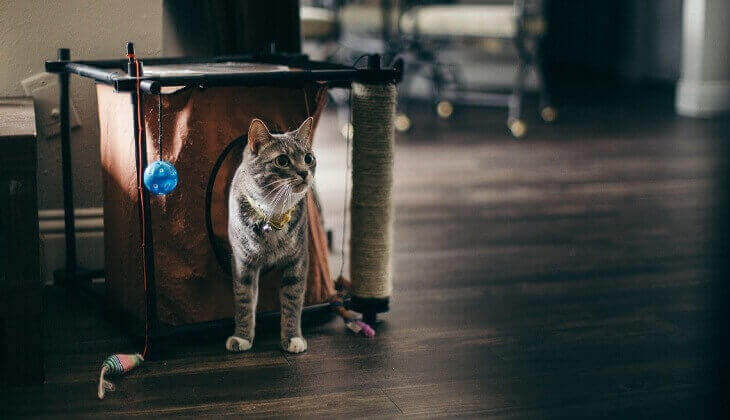 katten trenger