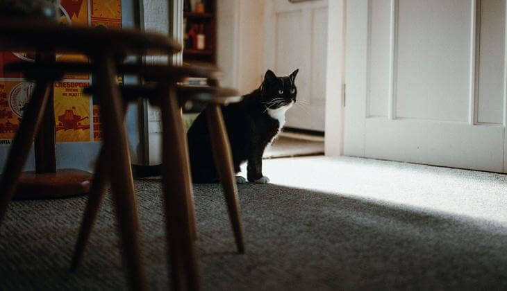 eldre-katt