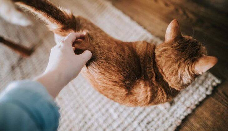 lopper på katt
