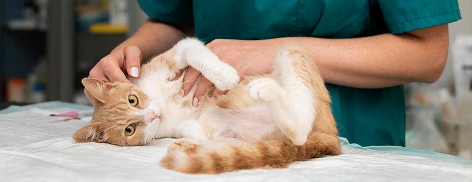 vaksinasjon av katt