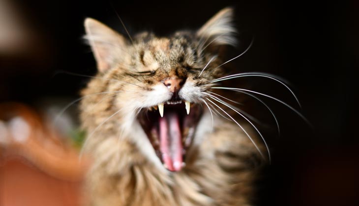 tannsykdom katt