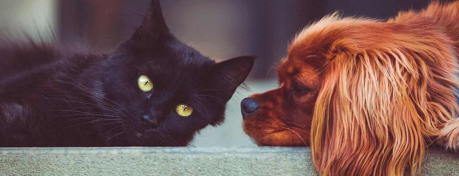 katt och hund