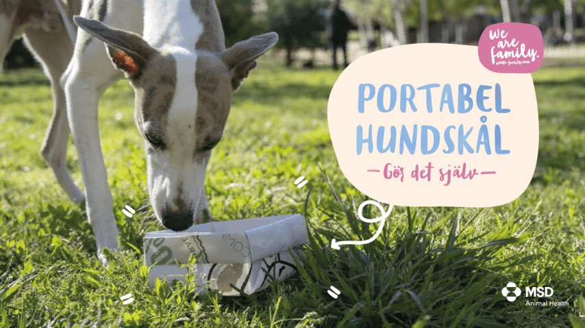 Gör-det-själv – Portabel hundskål
