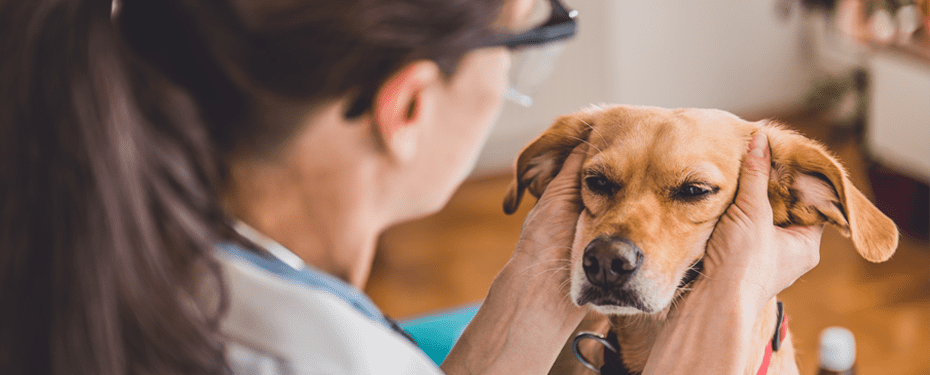 klåda i öronen på en hund